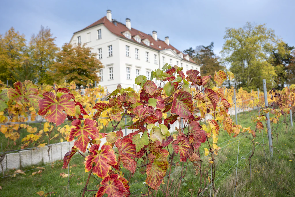 Weingut im deutschen Norden