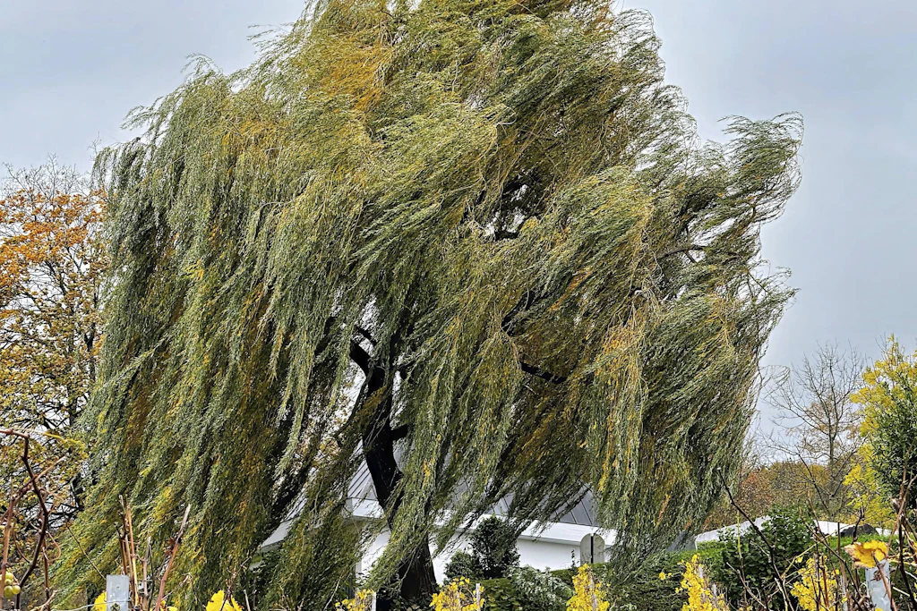 Eine Trauerweide biegt sich im Herbstwind: Ab morgen bringt Sturmtief Austen Sturmböen im Westen und Norden, am Sonntag folgt das nächste Tief. (Symbolbild)