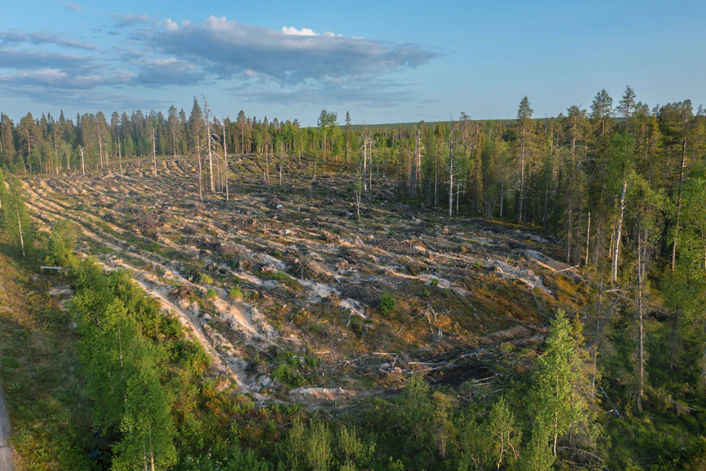 Luftaufnahme der großflächigen Rodungen für ein geplantes Google-Rechenzentrum im finnischen Muhos Ende September 2026.
