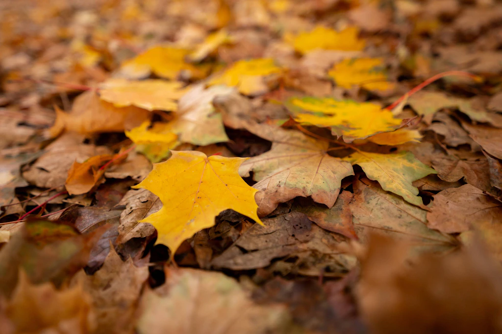 Laubwochen: Zittau nimmt Herbstlaub von Gehwegen kostenlos an