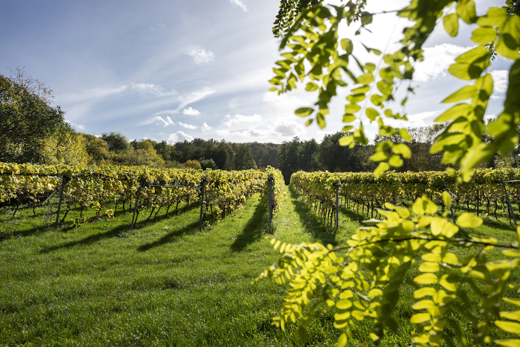 Auf 35 Hektar werden auf dem größten Weingut im deutschen Norden inzwischen Rebstöcke angebaut, die längste Zeile ist 1,2 Kilometer lang.