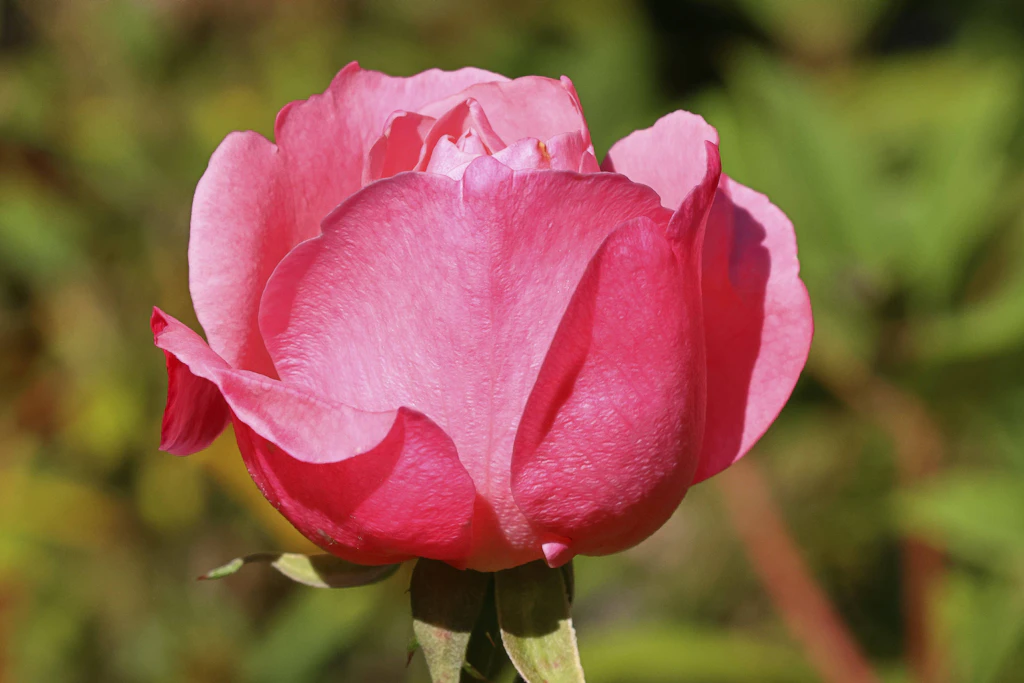 Städtefreundschaft: Chemnitz pflanzt im Bürgergarten 60 Rosen als Zeichen der Verbindung mit Ljubljana (Symbolbild).