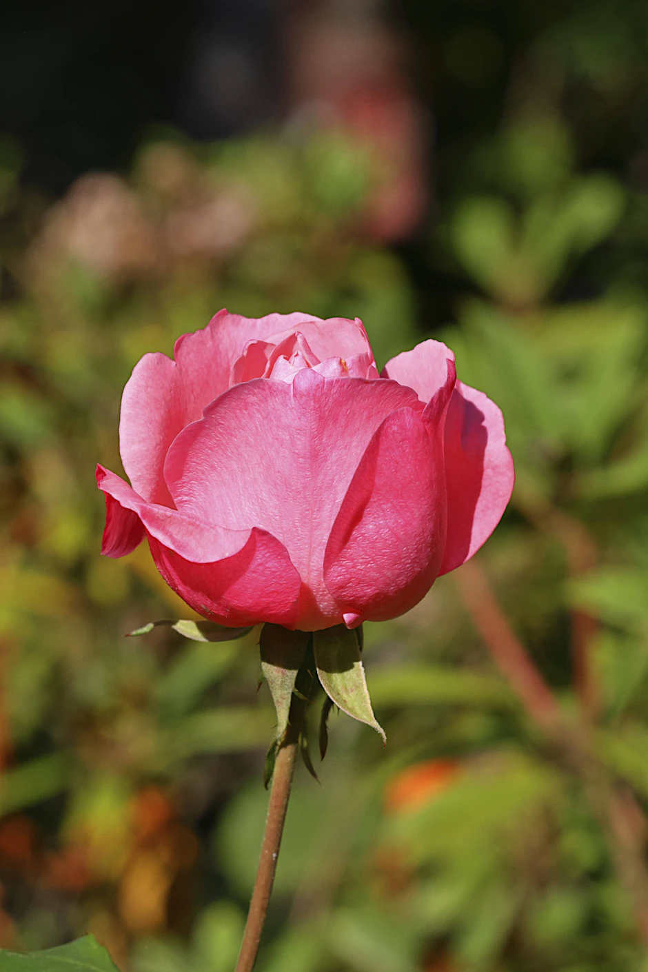 Bürgergarten in Chemnitz: Am 29. Oktober kommen 60 Rosen aus Ljubljana ins Beet