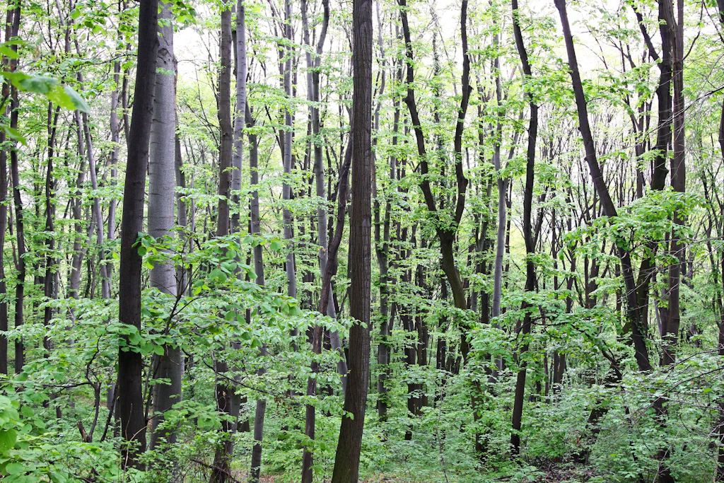 Waldumbau: In der Dölauer Heide sollen am Samstag 7330 junge Bäume gepflanzt werden (Symbolbild).