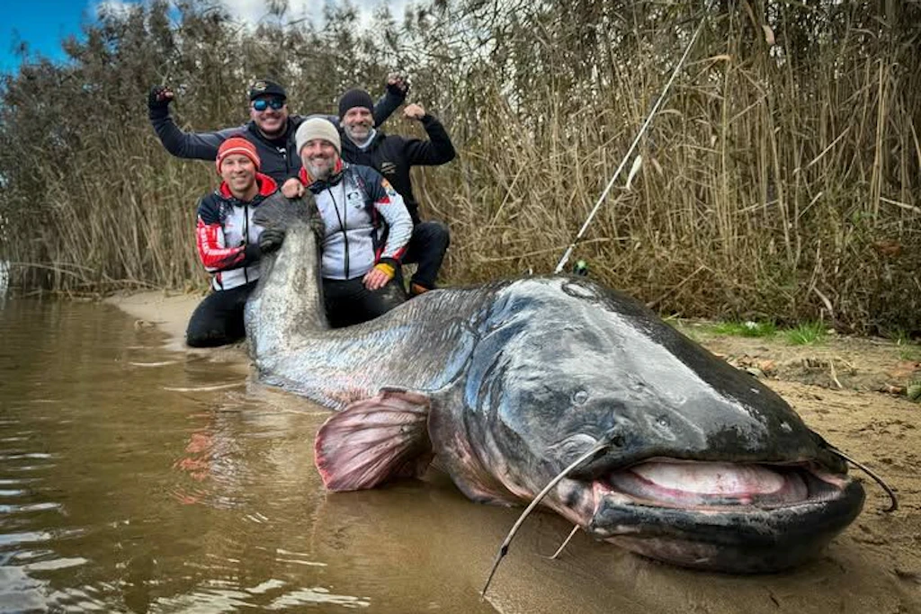 Fast drei Meter Wels: Der Rekordfisch aus dem Rybnik-Stausee bei seinem ersten Fang im Oktober 2025. Im Oktober 2026 ging er erneut an den Haken – mit exakt derselben Länge. (Archivbild)