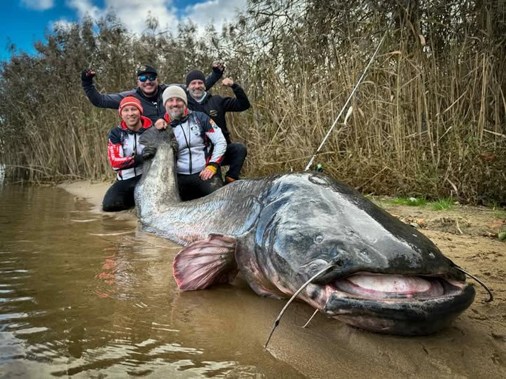 Welsrekord geknackt? Angler zieht Riesenfisch raus – dann die große Überraschung