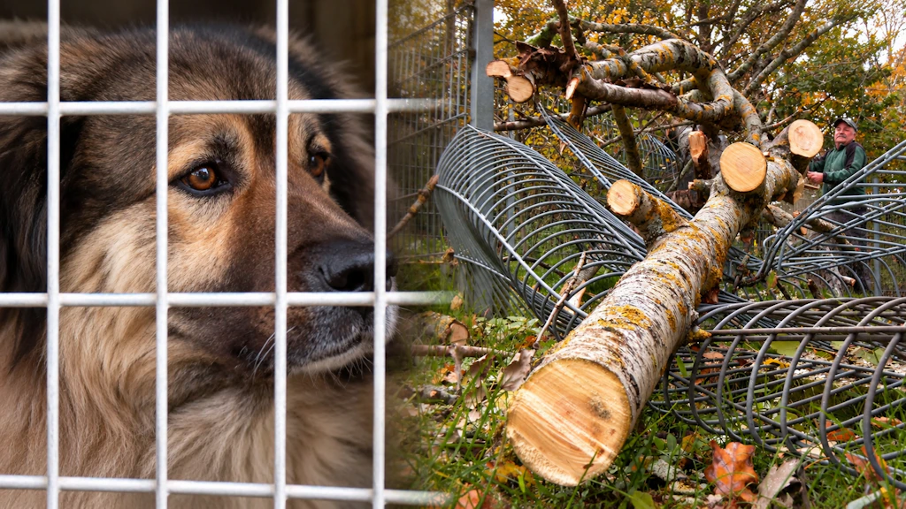 Sturm sorgt für schwere Schäden im Tierheim Chemnitz!