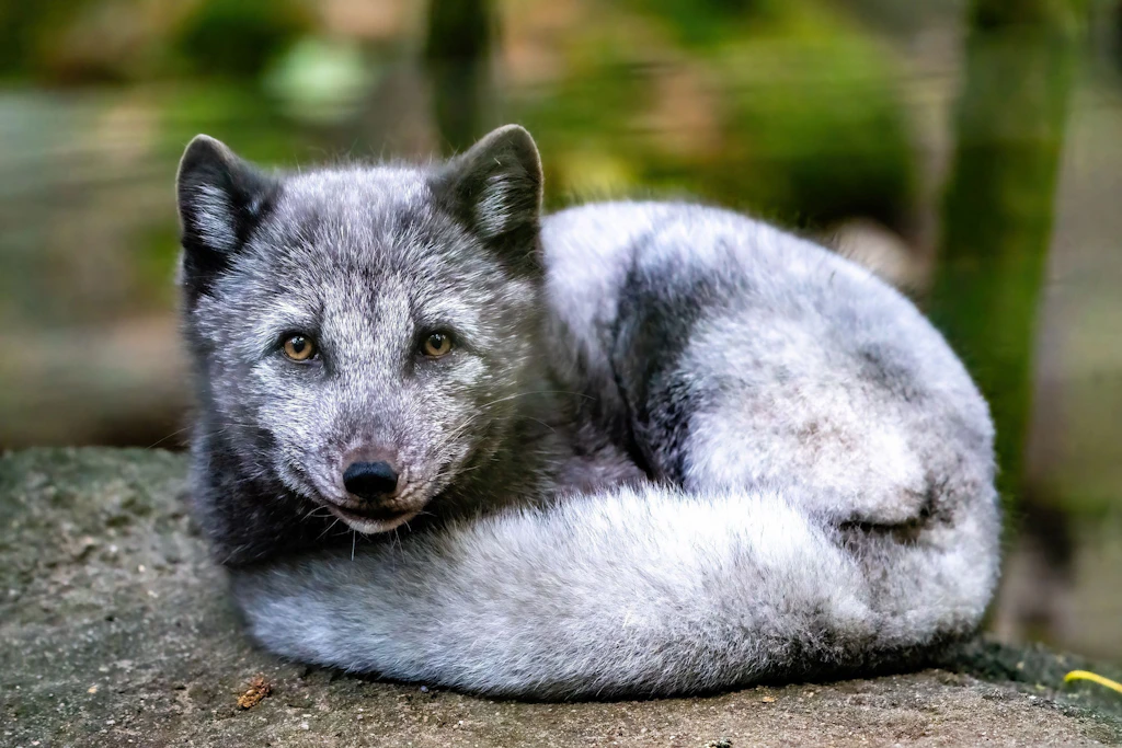 Weltspartag im Zoo Rostock: Am 30. Oktober zahlen alle Besucherinnen und Besucher nur den Kinderpreis.
