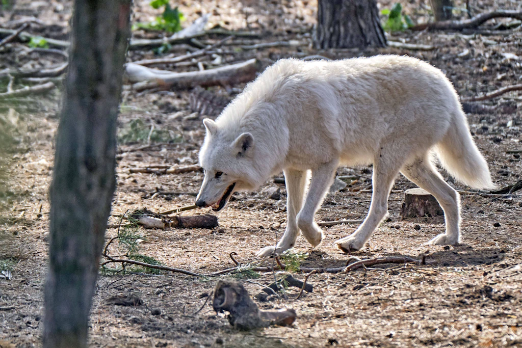 In einem Wildpark wurde ein Kind offenbar von einem Wolf angegriffen.