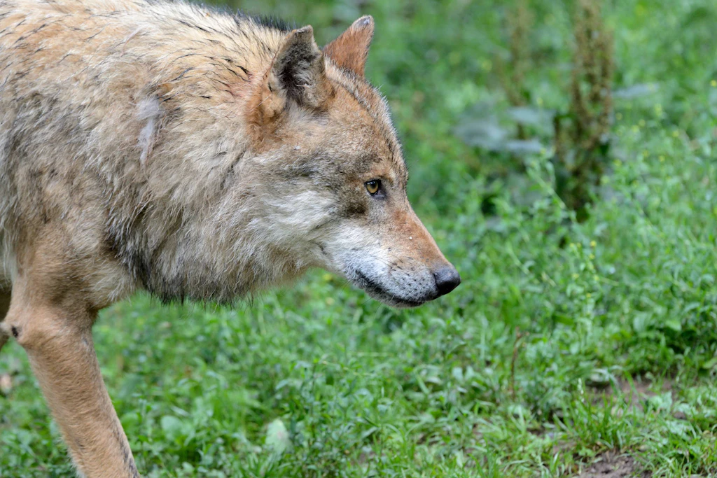 Wolfangriff: In Baruth/Mark wurde ein achtjähriges Mädchen in einem Tiergehege schwer verletzt (Symbolbild).