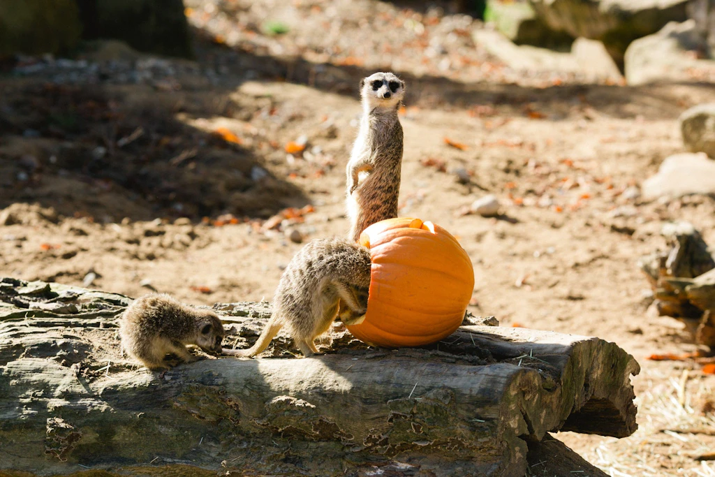 Halloween im Zoo Dresden.