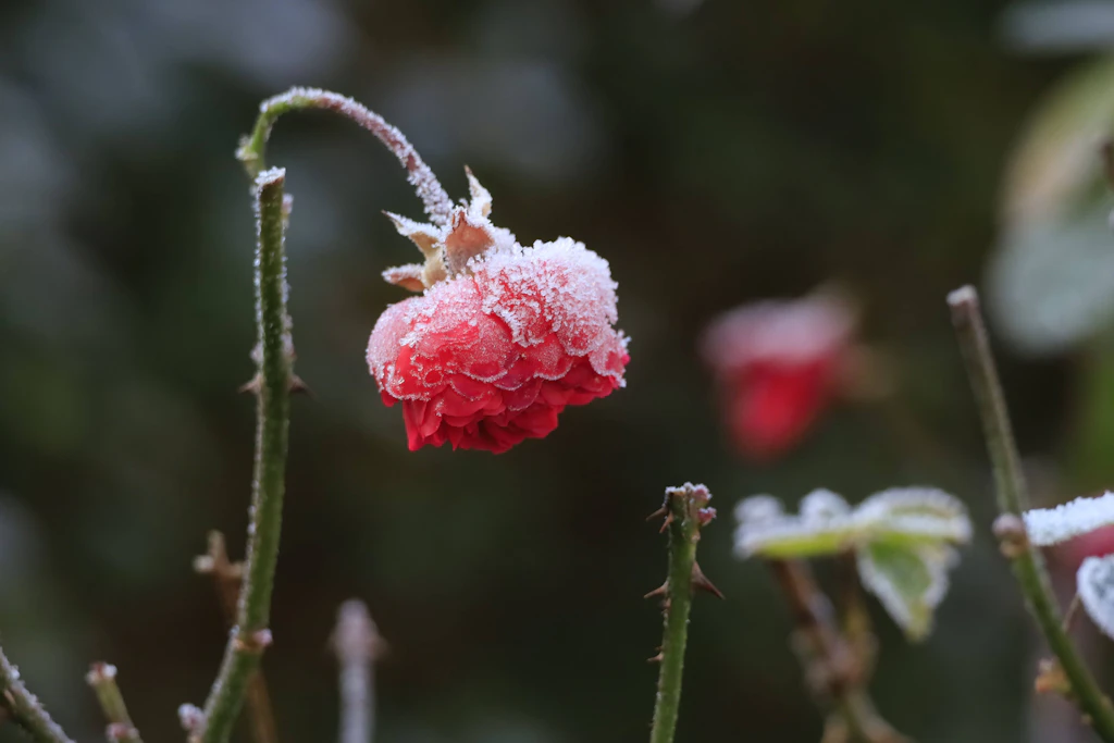 Winter schon vor Sankt Martin? An diesem Novembertag soll die Polarluft über Deutschland herfallen