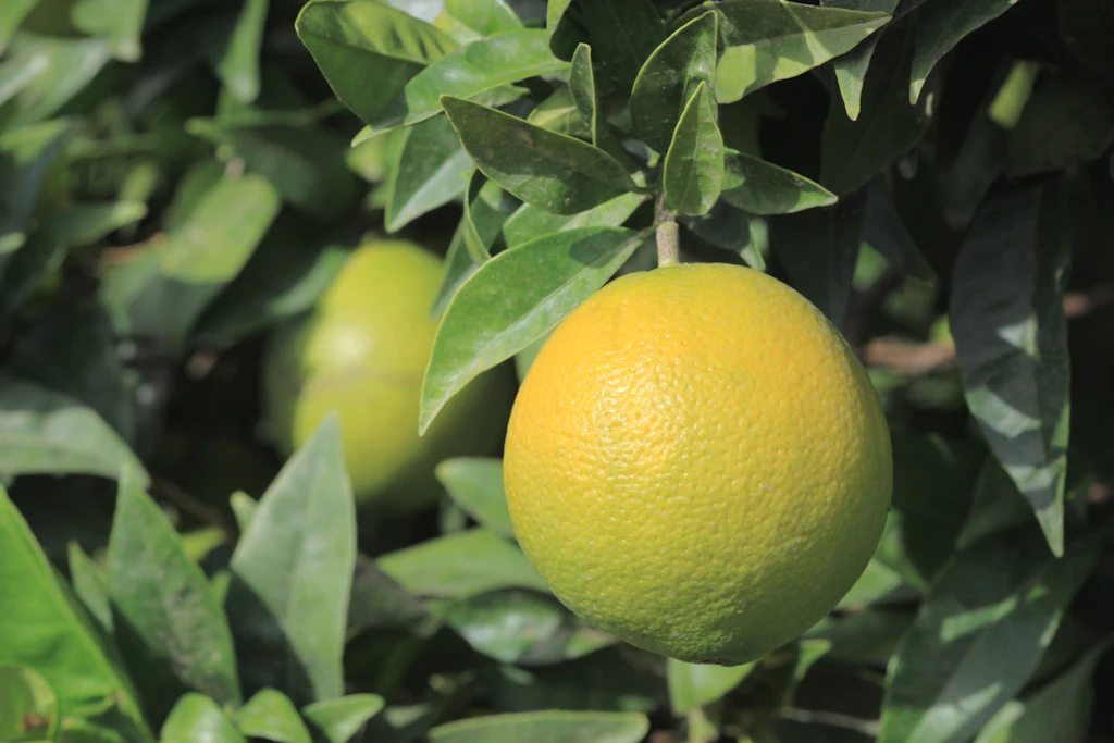 Orange am Zweig, dahinter eine zweite, noch grüne Frucht: Apfelsine und Orange sind dieselbe Zitrusfrucht, nur der Name unterscheidet sich je nach Region.