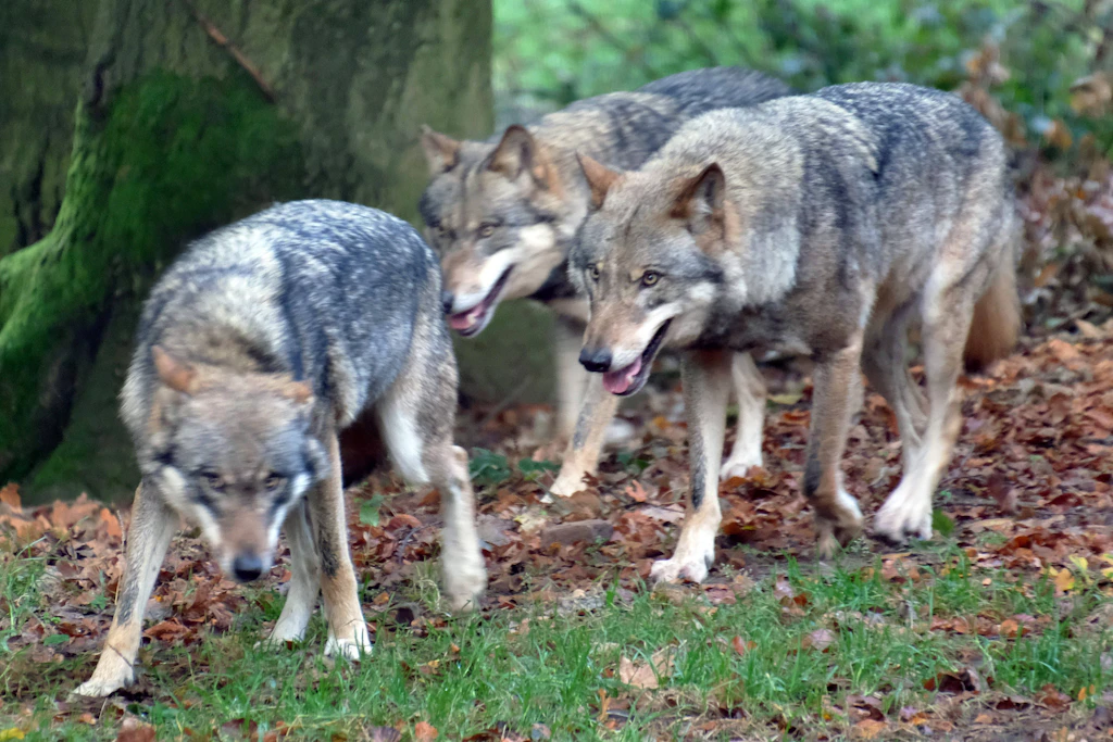 Ein achtjähriges Mädchen wurde in Brandenburg von einem Wolf schwer verletzt.