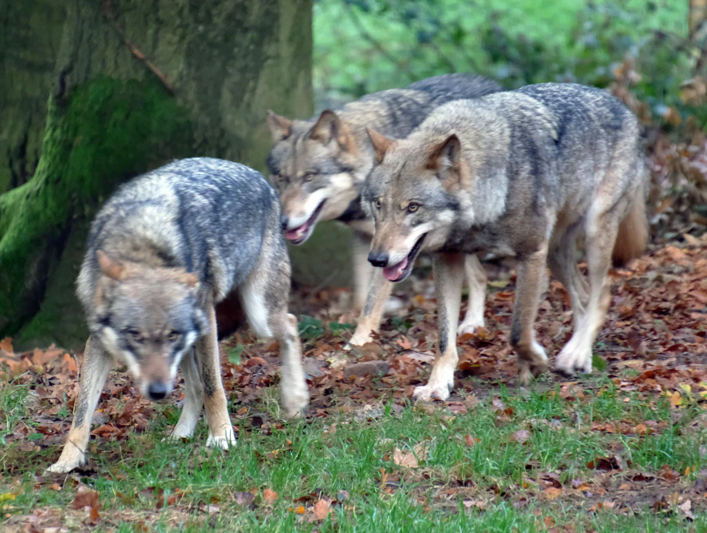 Wolfsangriff auf Mädchen in Brandenburg: Wie sicher sind Wildparks in Mecklenburg-Vorpommern?