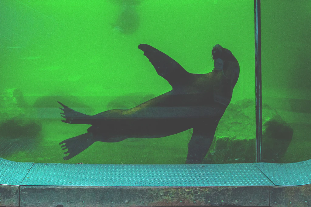 Ein Südamerikanischer Seelöwe, auch Mähnenrobbe genannt, ist hinter der Glasscheibe eines Beckens im Zoo Liberec zu sehen.