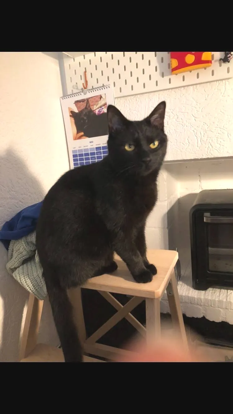 Familie urlaubte auf der Raststätte, weil ihre Katze weglief – jetzt haben sie Chanel wieder