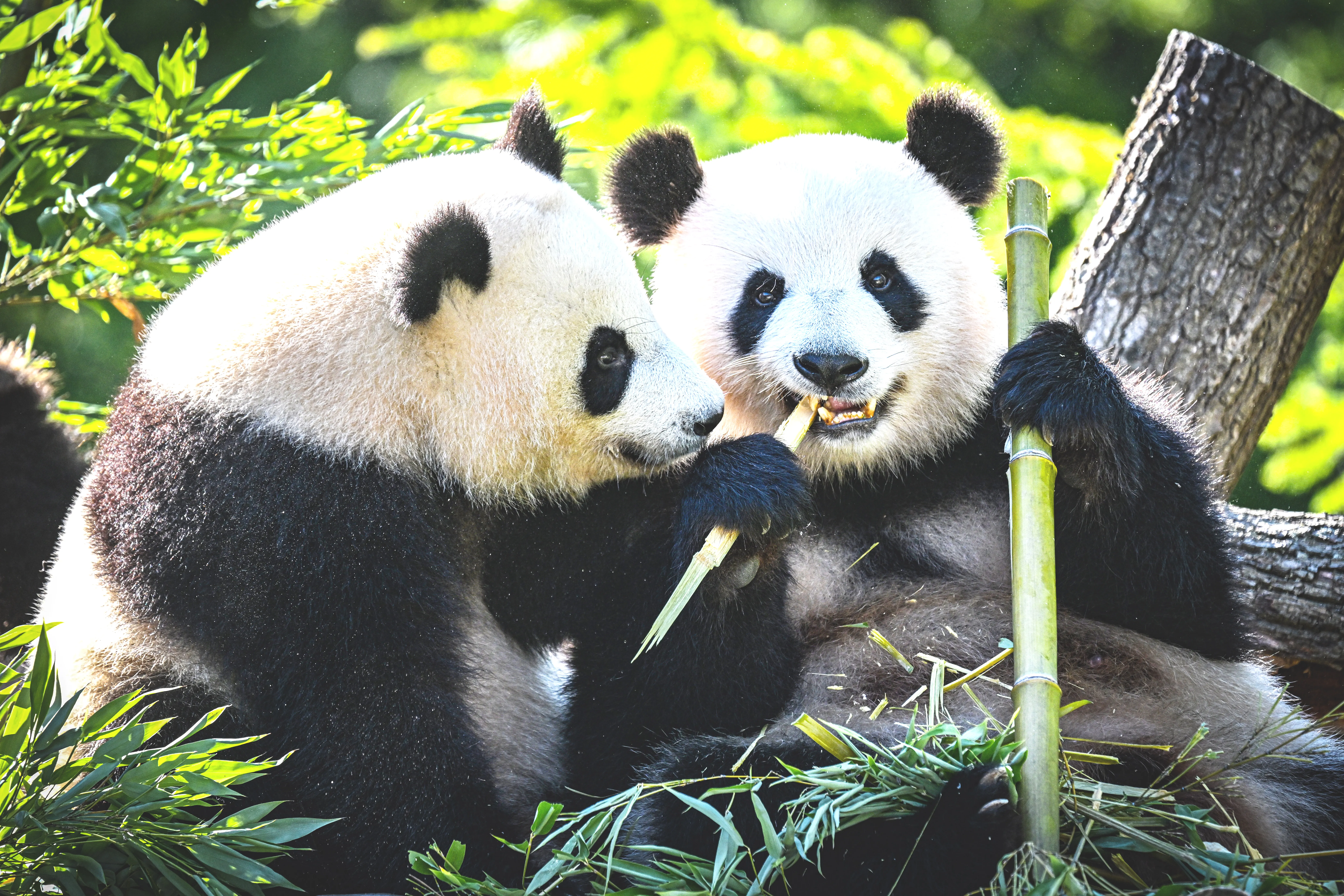 Wer China verärgert, verliert seine Pandas: So funktioniert die Panda-Diplomatie