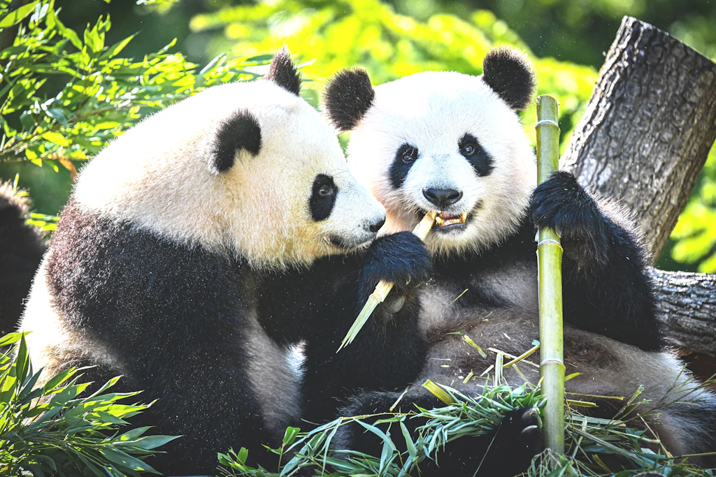 Die Panda-Zwillinge Leni und Lotti im Berliner Zoo an ihrem zweiten Geburtstag. Jetzt hat auch der Zoo in Atlanta wieder solche flauschigen Bären.